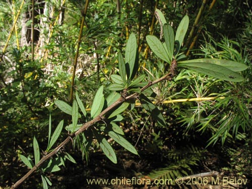 Image of Berberis trigona (Calafate / Michay). Click to enlarge parts of image.